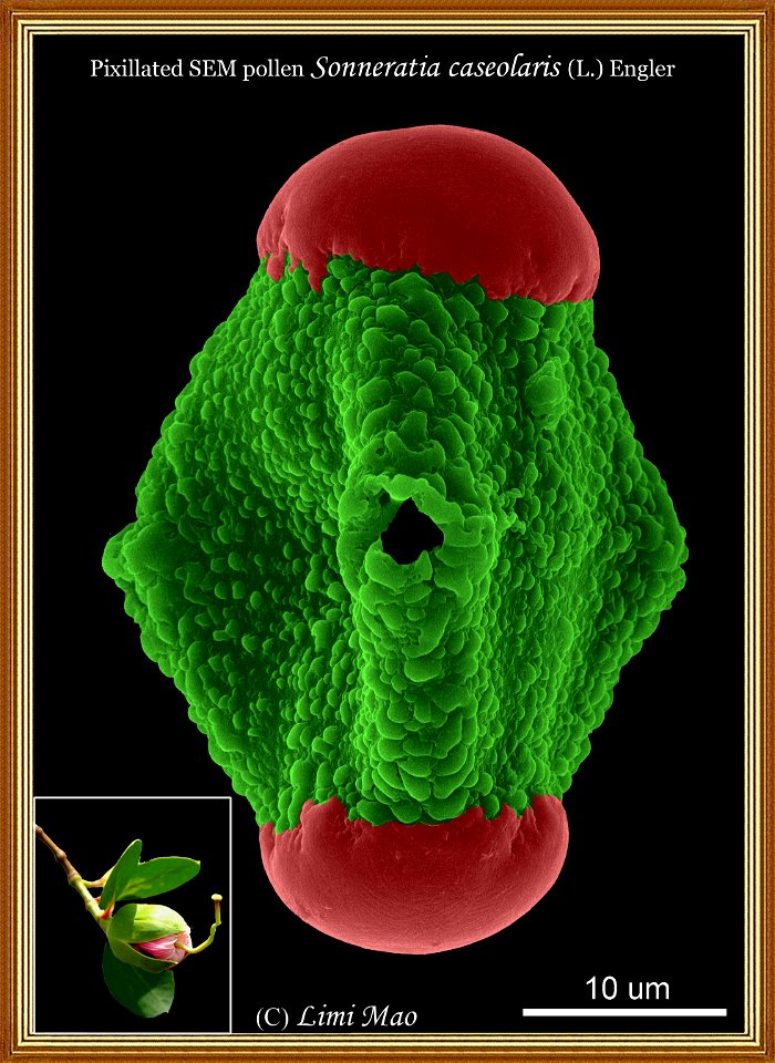 Artistic SEM pic of Sonneratia caseolaris