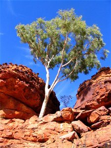 A green sentinal overlooking Kings Canyon in Australia's Outback. Visit The World Factbook for more information about Australia.