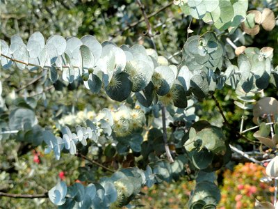 Eucalyptus pulverulenta. Botanical specimen on Isola Madre (Stresa), Lake Maggiore, Italy.