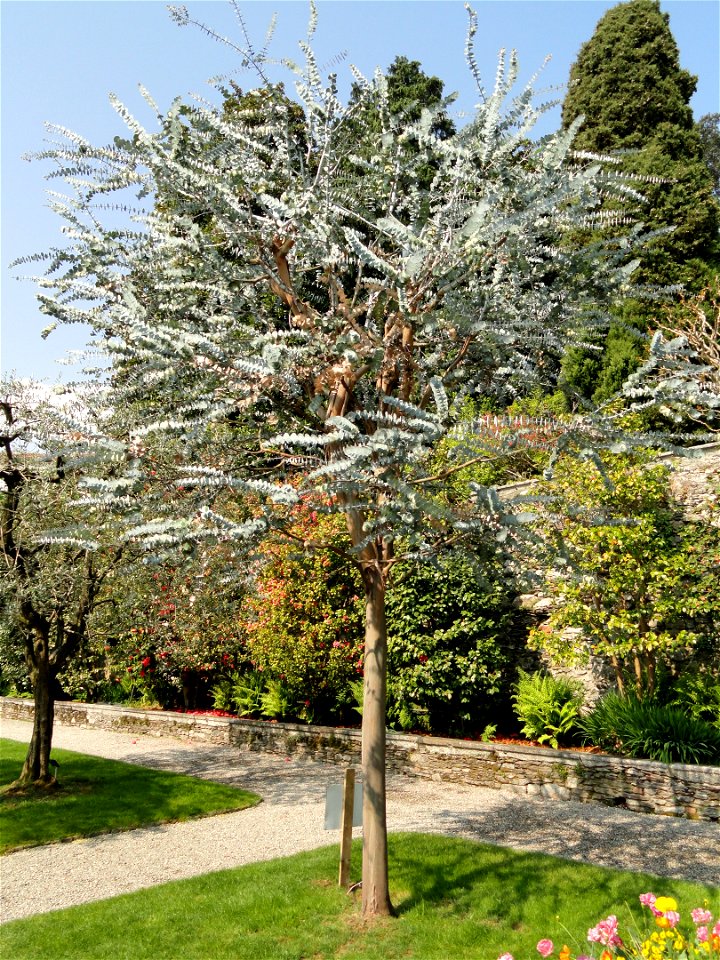Eucalyptus pulverulenta. Botanical specimen on Isola Madre (Stresa), Lake Maggiore, Italy.