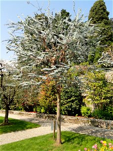 Eucalyptus pulverulenta. Botanical specimen on Isola Madre (Stresa), Lake Maggiore, Italy.