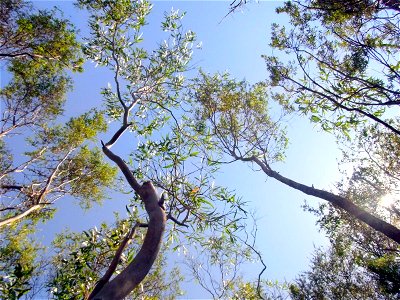 Eucalyptus imlayensis, healthy looking individual, tree on left is likely to be Eucalyptus radiata