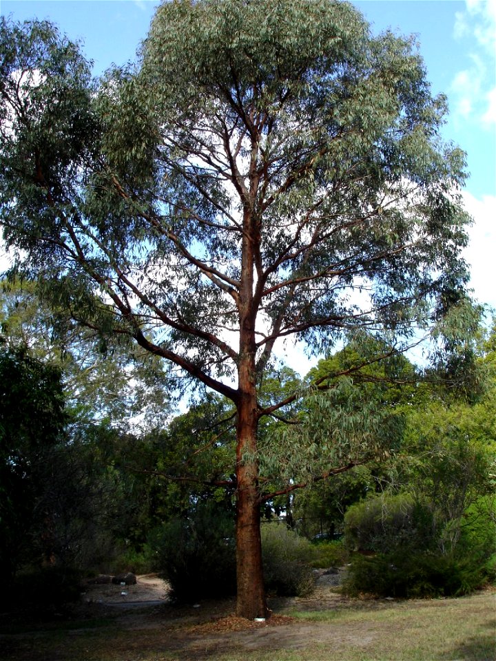 Eucalyptus radiata