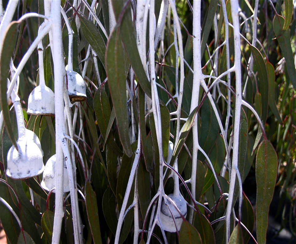 Silver Princess tree (close up of "gum nuts" taken in Perth WA, by myself for this page: 
w:Silver Princess
