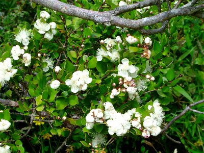 Flowers of Luma apiculata. Branch in upper side belongs to an appletree. Quinched, Chonchi, Chile. photo