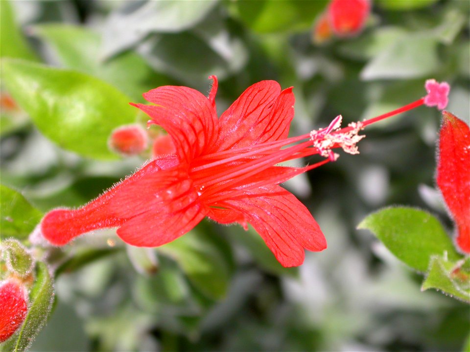 California fuchsia, Hummingbird trumpet, Epilobium canum (formerly called Zauschneria californica).  This is a native California wildflower that blooms in the fall.