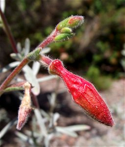 Epilobium canum(Zauschneria canum) at the San Diego Botanic Garden, Encinitas, California, USA. Identified by sign. photo