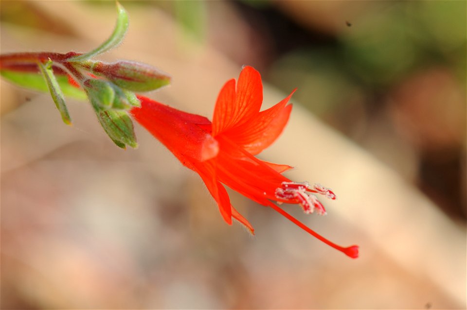 Closeup of Zauschneria flower (Epilobium canum) — at Regional Park Botanic Garden in Berkeley, California.