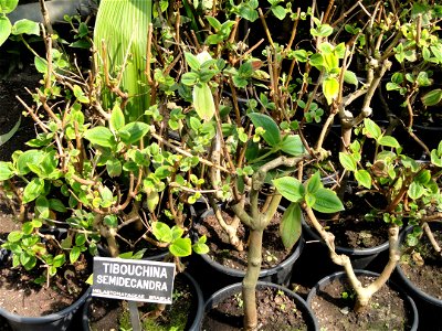 Tibouchina semidecandra. Botanical specimen on the grounds of the Villa Taranto (Verbania), Lake Maggiore, Italy. photo