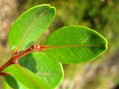 Leaves of Northern rātā (Metrosideros robusta), showing the distinct apical notch. From a young labelled tree growing at the Auckland Botanic Gardens, Manurewa, Auckland, New Zealand.