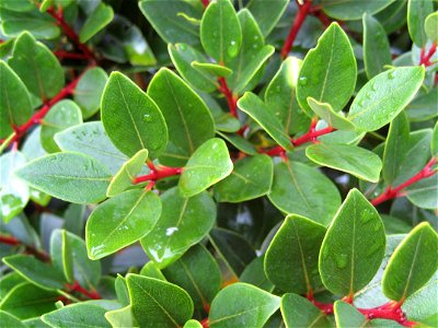 Foliage of Northern rātā (Metrosideros robusta)