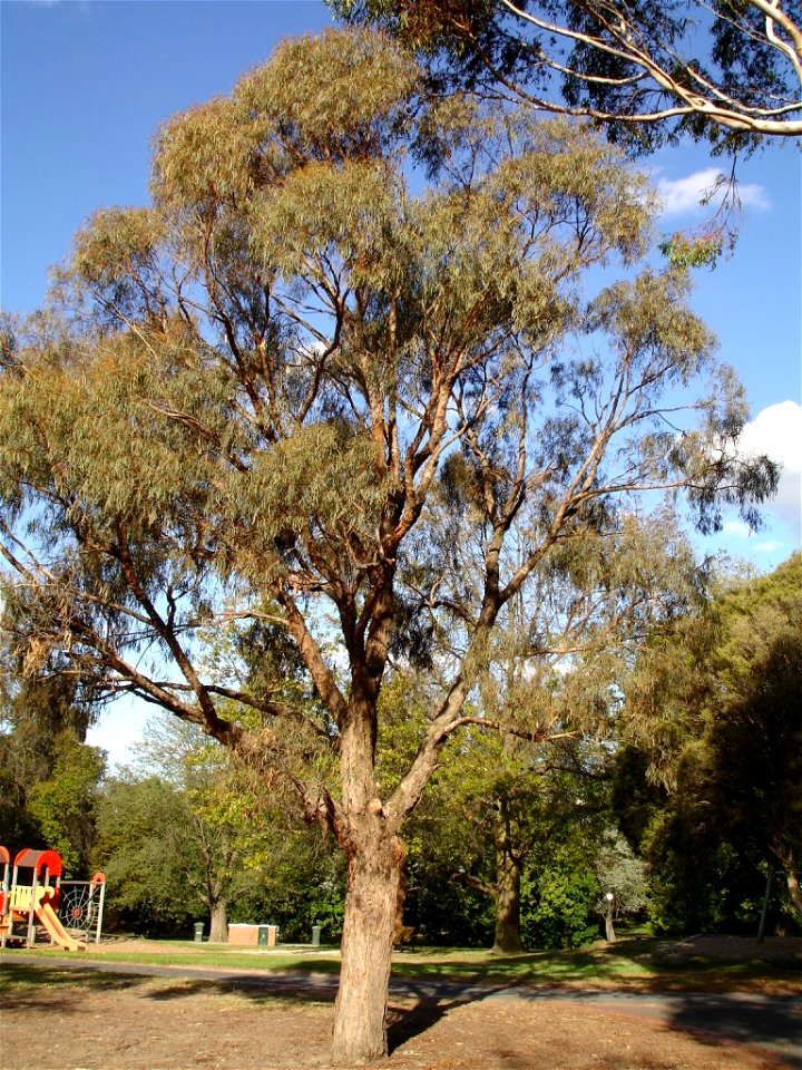 Photographed at Maranoa Gardens, Melbourne, Victoria, Australia by HelloMojo 08:47, 6 April 2007 (UTC)