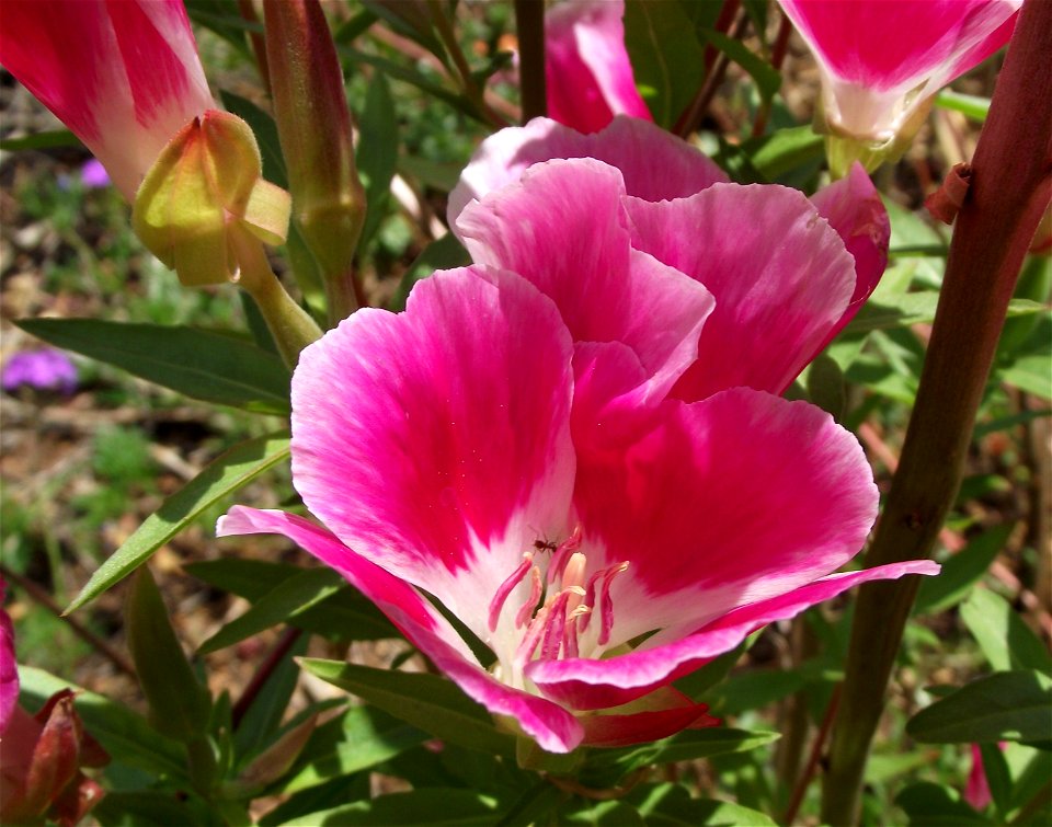 Clarkia amoena in the Water Conservation Garden at Cuyamaca College, El Cajon, California.
Identified by sign