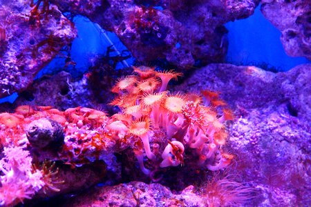 Anemone sea anemone aquarium