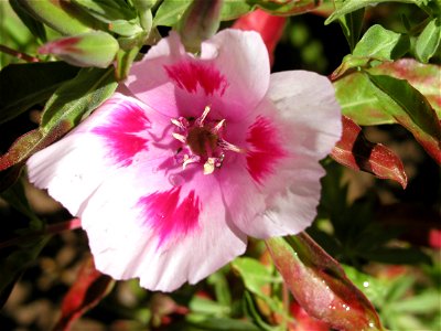 And the colors keep popping out on our wildflowers up in Strawberry, Arizona.