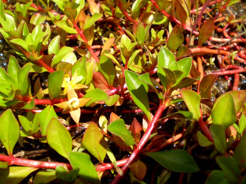 Ludwigia repens(Red Ludwigia)