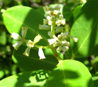 Laguncularia racemosa, Upper Matecumbe Key, Monroe County, Florida. photo