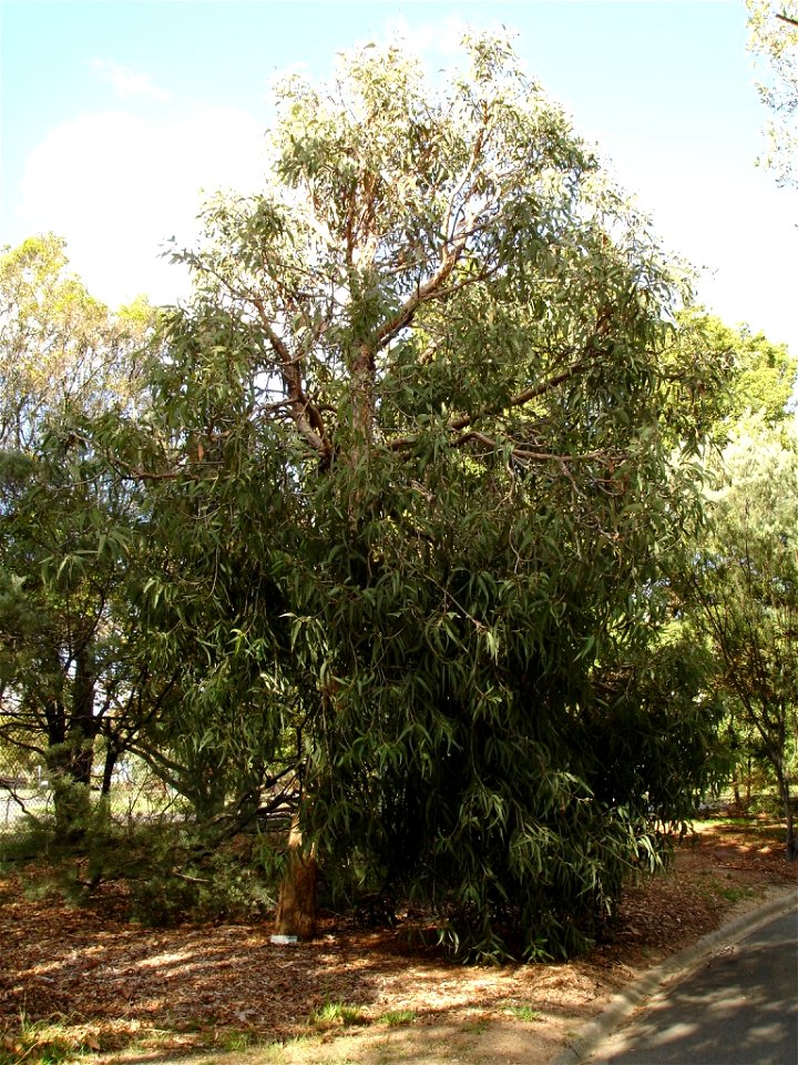 Photographed at Maranoa Gardens, Melbourne, Victoria, Australia by HelloMojo 08:12, 6 April 2007 (UTC)
