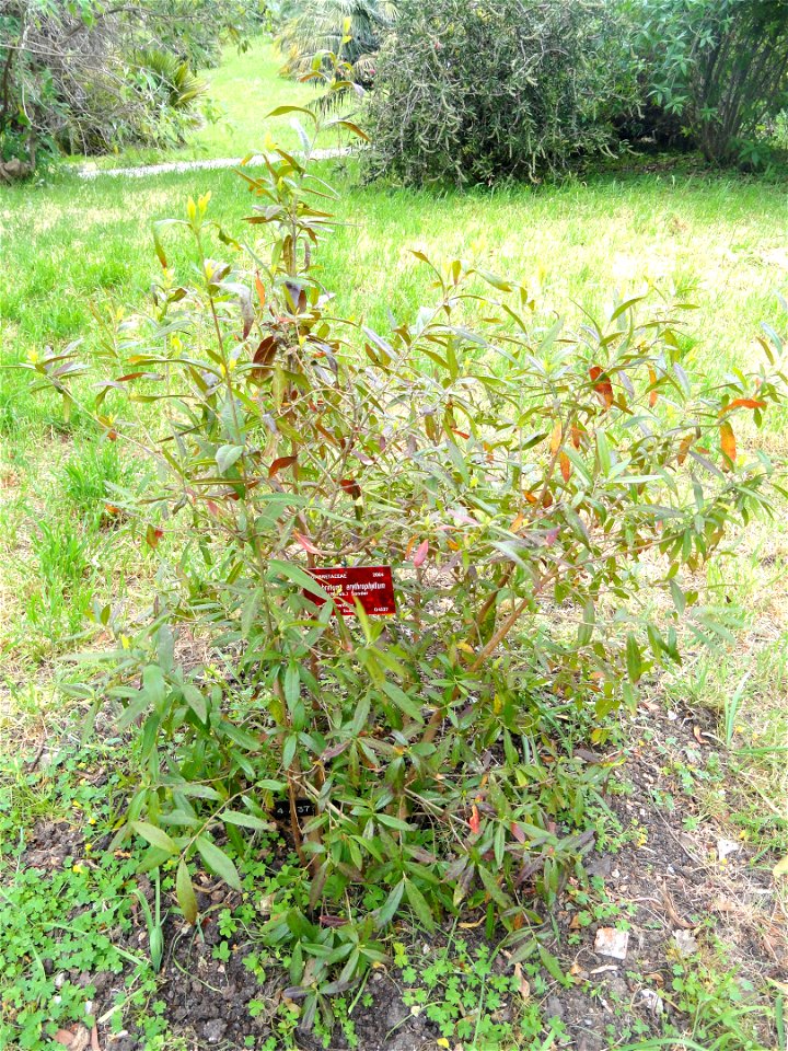 Combretum erythrophyllum specimen in the Jardin botanique de la Villa Thuret, Antibes Juan-les-Pins, Alpes-Maritimes,France. photo