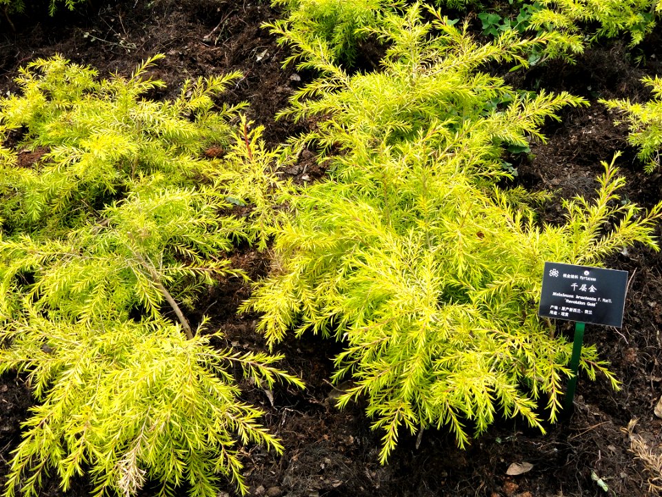 Plant specimen in the Kunming Botanical Garden, Kunming, Yunnan, China.