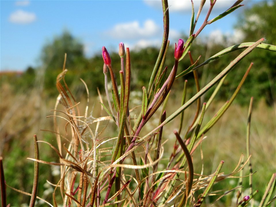Drüsiges Weidenröschen (Epilobium ciliatum) bei Walldorf