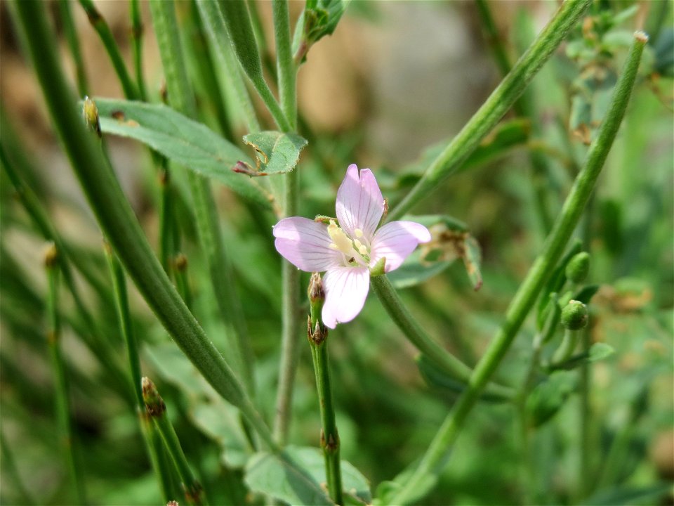 Drüsiges Weidenröschen (Epilobium ciliatum) bei Wiesbaden-Nordenstadt