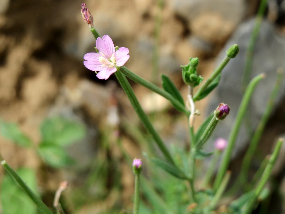 Drüsiges Weidenröschen (Epilobium ciliatum) bei Wiesbaden-Nordenstadt