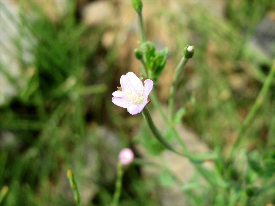 Drüsiges Weidenröschen (Epilobium ciliatum) bei Wiesbaden-Nordenstadt