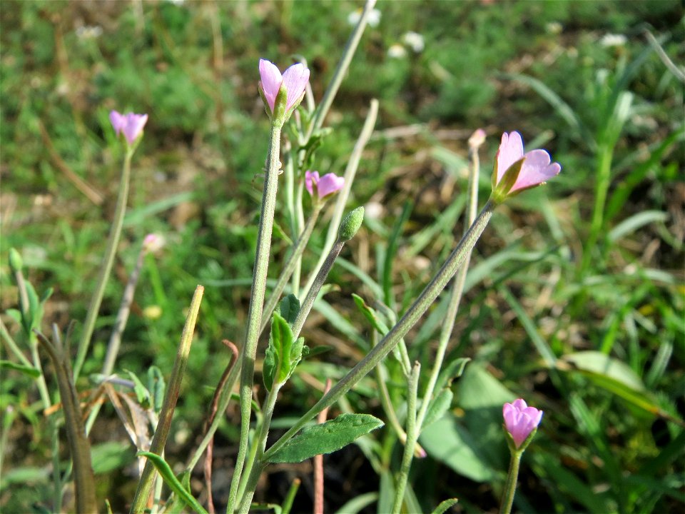 Drüsiges Weidenröschen (Epilobium ciliatum) in Hockenheim-Talhaus
