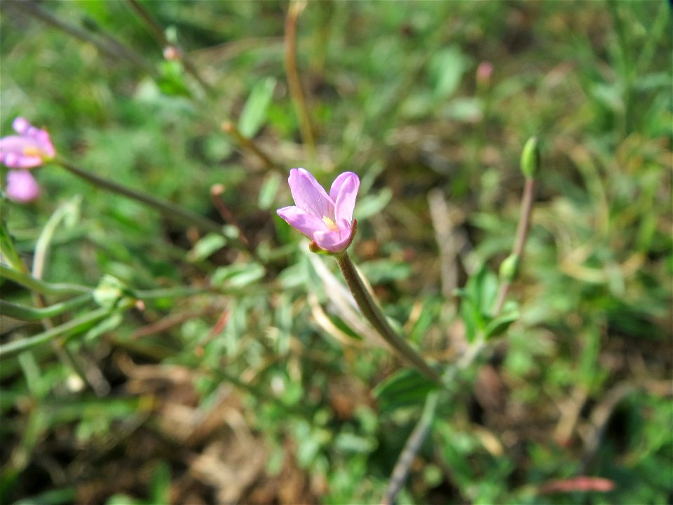 Drüsiges Weidenröschen (Epilobium ciliatum) in Hockenheim-Talhaus