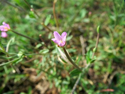 Drüsiges Weidenröschen (Epilobium ciliatum) in Hockenheim-Talhaus