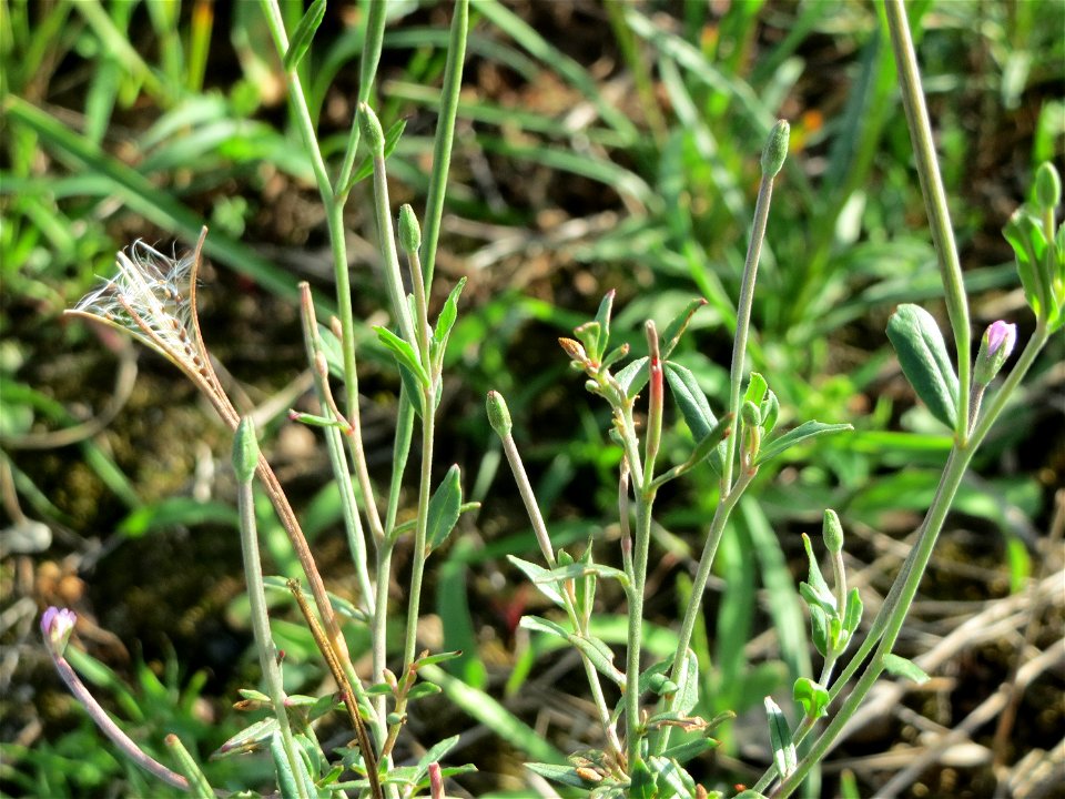 Drüsiges Weidenröschen (Epilobium ciliatum) in Hockenheim-Talhaus