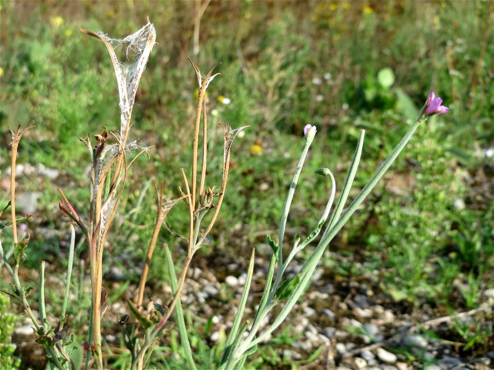 Drüsiges Weidenröschen (Epilobium ciliatum) in Hockenheim-Talhaus