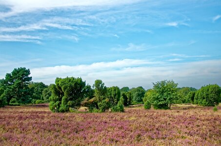 Heather nature reserve plant