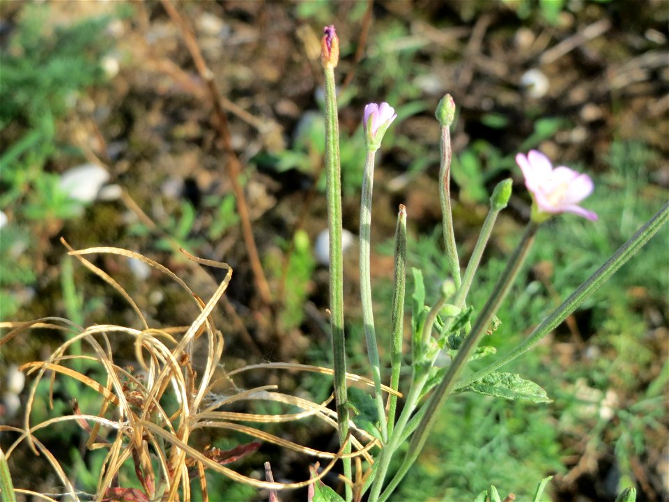 Drüsiges Weidenröschen (Epilobium ciliatum) in Hockenheim-Talhaus
