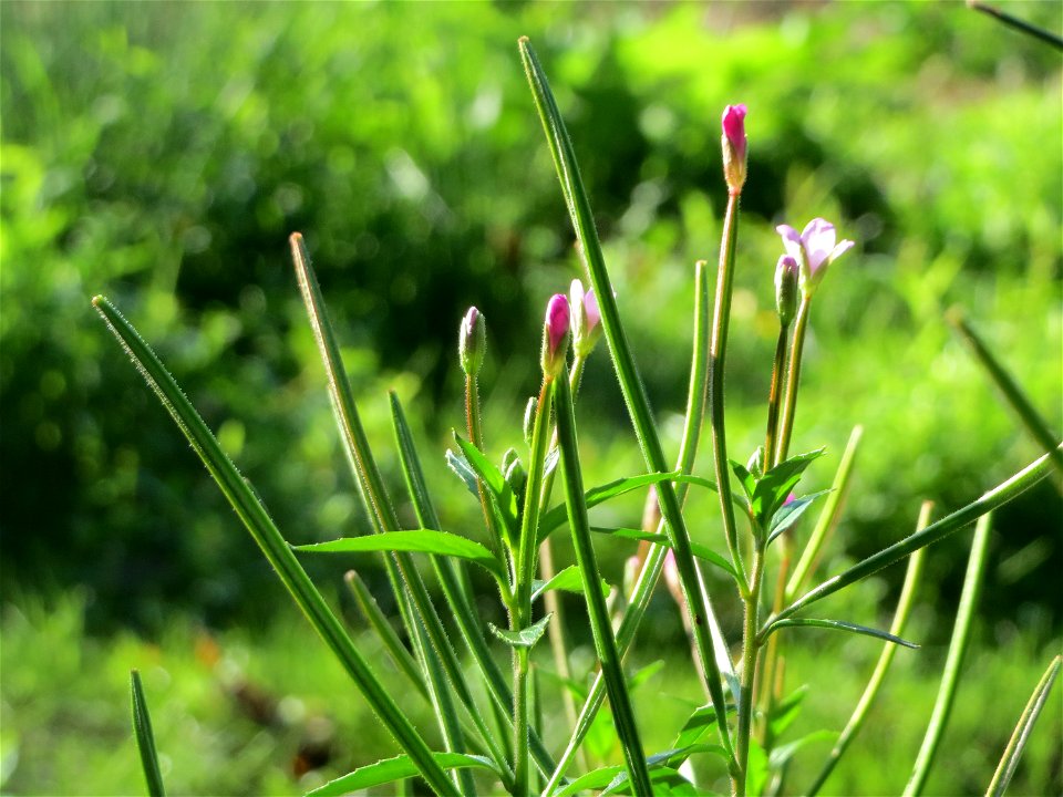 Drüsiges Weidenröschen (Epilobium ciliatum) im Hochwasserrückhaltebecken bei Reilingen