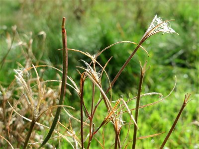 Drüsiges Weidenröschen (Epilobium ciliatum) in Oftersheim
