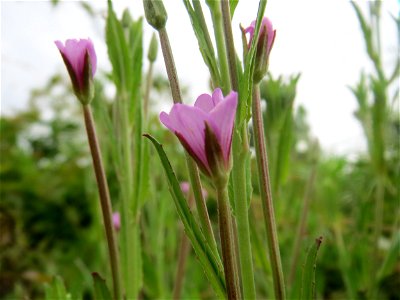 Drüsiges Weidenröschen (Epilobium ciliatum) auf einem Schuttplatz in Hockenheim