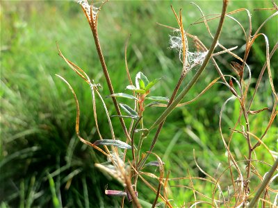 Drüsiges Weidenröschen (Epilobium ciliatum) in Oftersheim