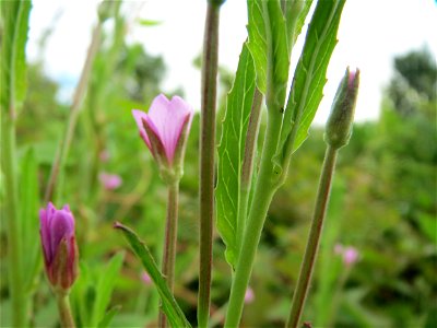 Drüsiges Weidenröschen (Epilobium ciliatum) auf einem Schuttplatz in Hockenheim
