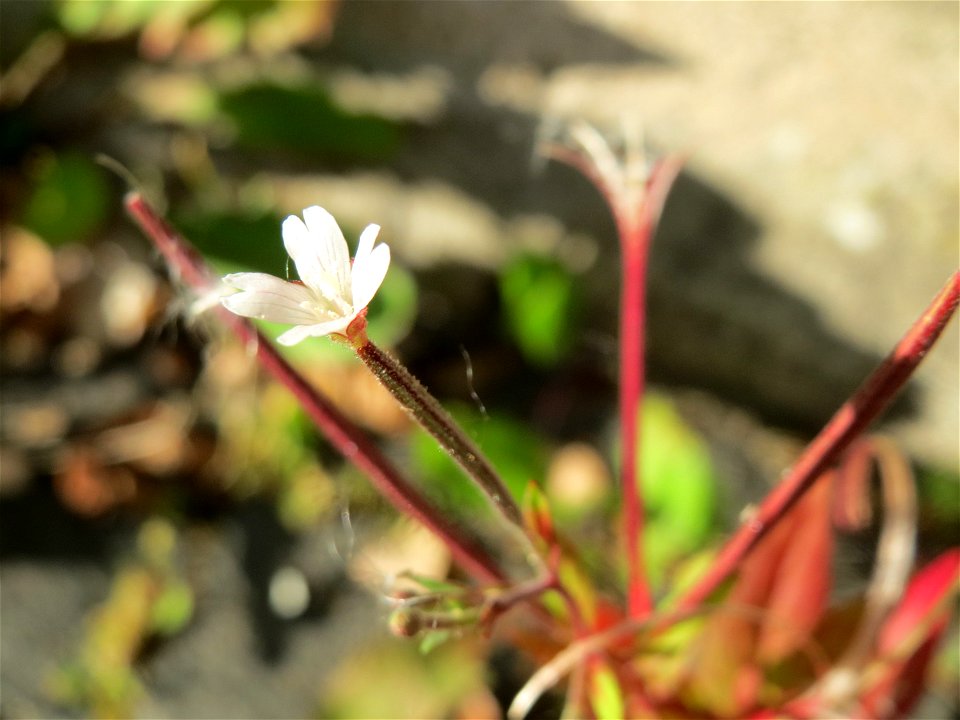 Drüsiges Weidenröschen (Epilobium ciliatum) in Sankt Arnual