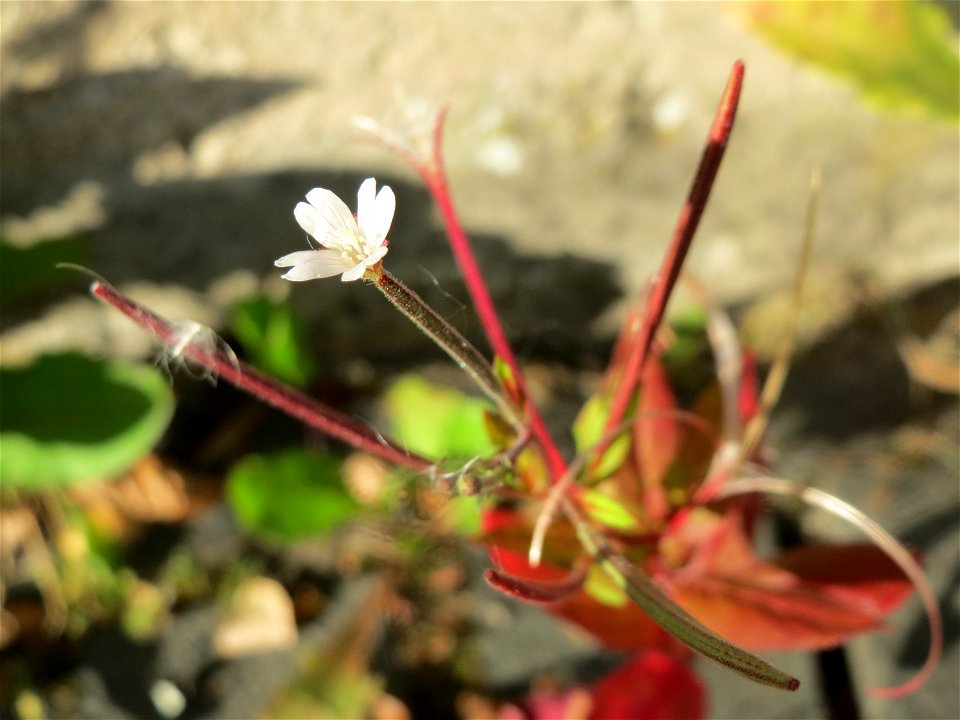 Drüsiges Weidenröschen (Epilobium ciliatum) in Sankt Arnual