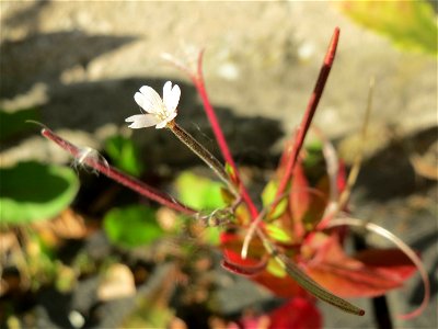 Drüsiges Weidenröschen (Epilobium ciliatum) in Sankt Arnual
