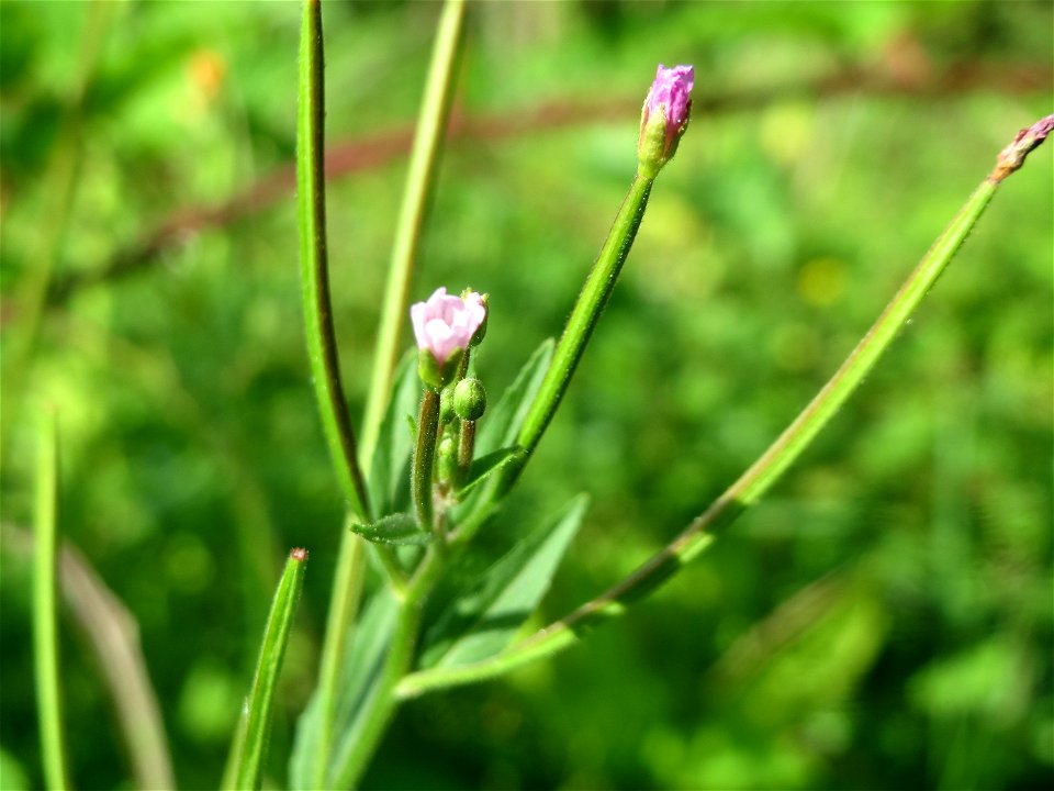 Vierkantiges Weidenröschen (Epilobium tetragonum) im Schwetzinger Hardt - an der Bahnstrecke Mannheim-Karlsruhe findet sich ein kleines Sandmagerrasen-Biotop mit typischer Binnendünen-Vegetation