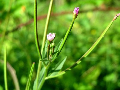 Vierkantiges Weidenröschen (Epilobium tetragonum) im Schwetzinger Hardt - an der Bahnstrecke Mannheim-Karlsruhe findet sich ein kleines Sandmagerrasen-Biotop mit typischer Binnendünen-Vegetation