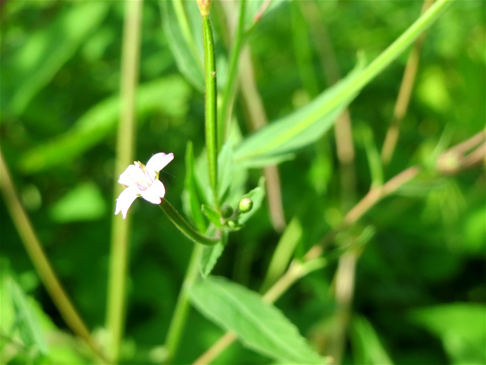Vierkantiges Weidenröschen (Epilobium tetragonum) im Schwetzinger Hardt - an der Bahnstrecke Mannheim-Karlsruhe findet sich ein kleines Sandmagerrasen-Biotop mit typischer Binnendünen-Vegetation