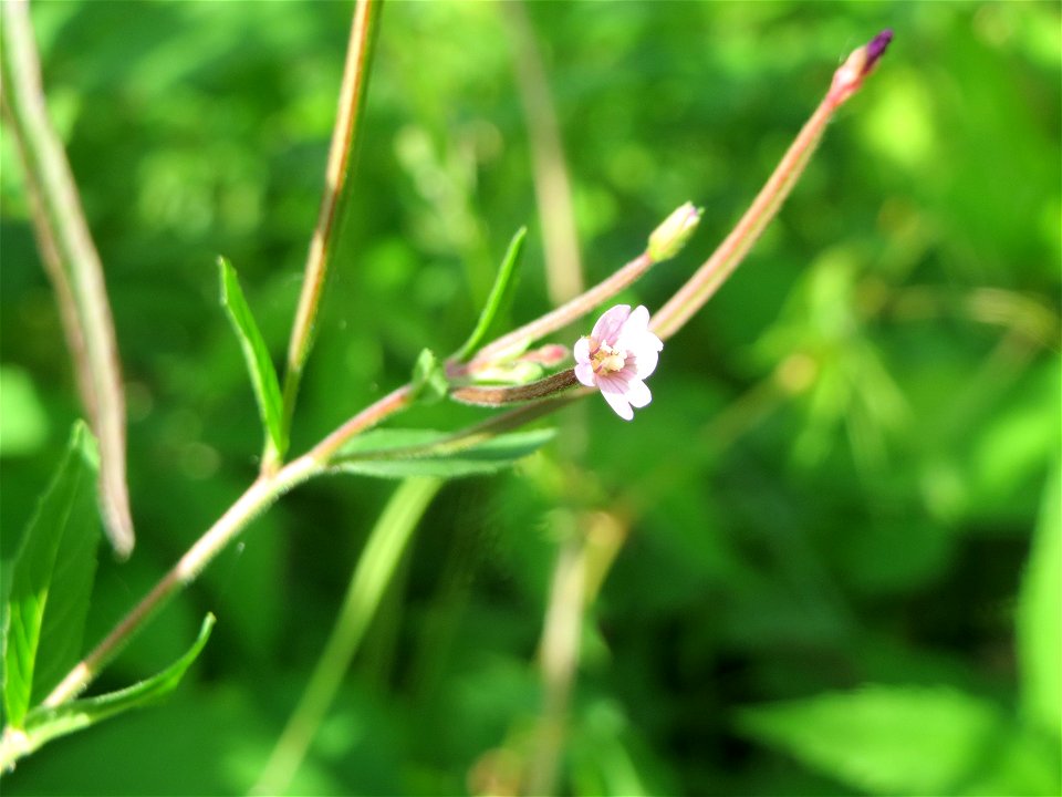 Vierkantiges Weidenröschen (Epilobium tetragonum) im Schwetzinger Hardt - an der Bahnstrecke Mannheim-Karlsruhe findet sich ein kleines Sandmagerrasen-Biotop mit typischer Binnendünen-Vegetation