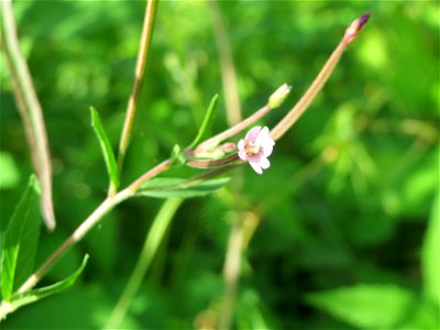 Vierkantiges Weidenröschen (Epilobium tetragonum) im Schwetzinger Hardt - an der Bahnstrecke Mannheim-Karlsruhe findet sich ein kleines Sandmagerrasen-Biotop mit typischer Binnendünen-Vegetation