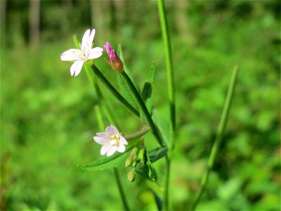 Vierkantiges Weidenröschen (Epilobium tetragonum) im Schwetzinger Hardt - an der Bahnstrecke Mannheim-Karlsruhe findet sich ein kleines Sandmagerrasen-Biotop mit typischer Binnendünen-Vegetation