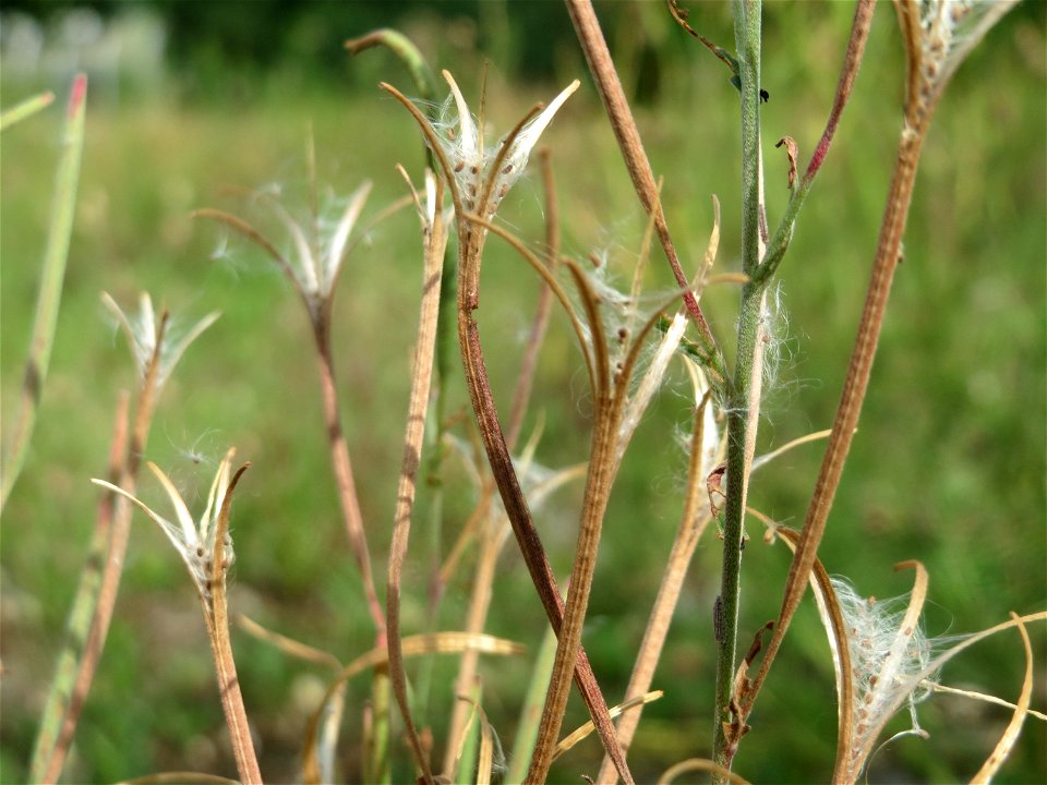 Drüsiges Weidenröschen (Epilobium ciliatum) auf einer Ruderalfläche in Hockenheim-Talhaus